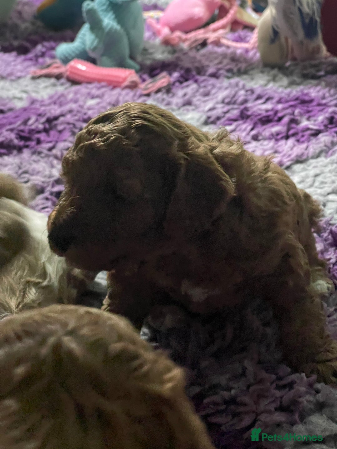 Cockapoo dogs for sale: Adorable cockapoo puppies for sale - Advert 12