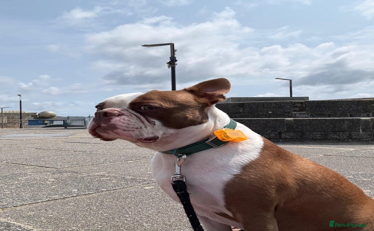 Boston Terrier dogs - Advert 1