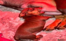 Dachshund dogs for sale: 5 miniature   dachshund  - Image 15