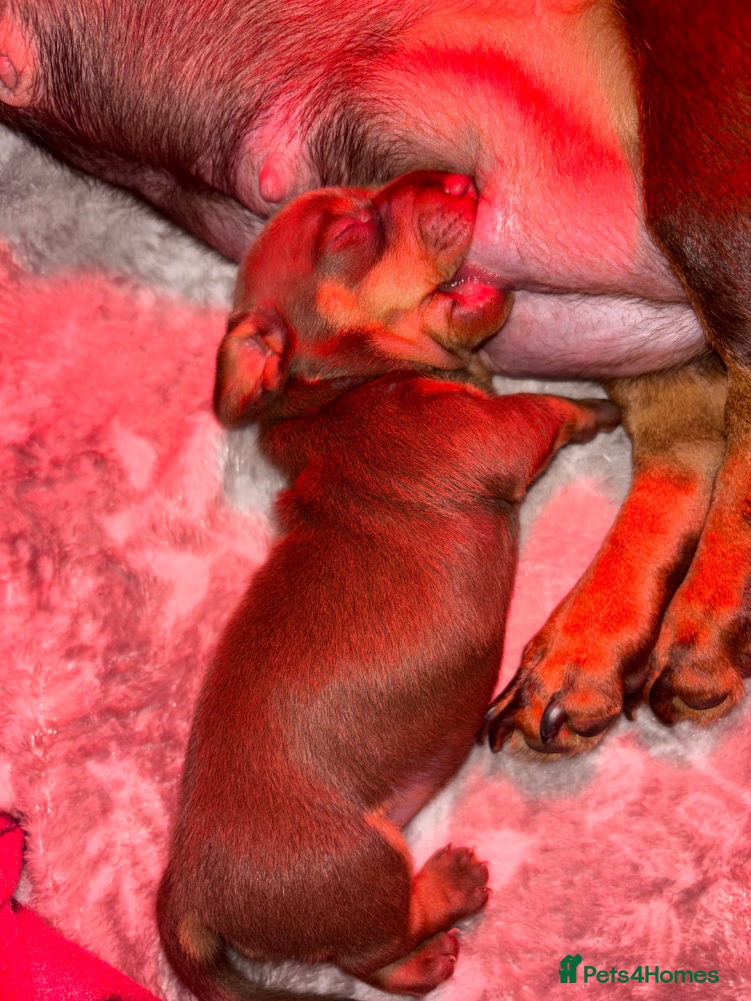 Dachshund dogs for sale: 5 miniature   dachshund  - Image 15
