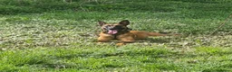 Belgian Shepherd Dog dogs for sale: Belgian malinois x german shepherd  - Advert 6