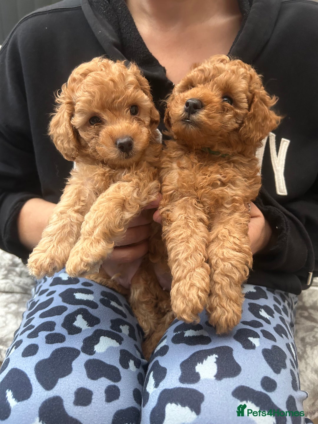 French Poodle Dog Philippines French Poodle Puppy For Sale