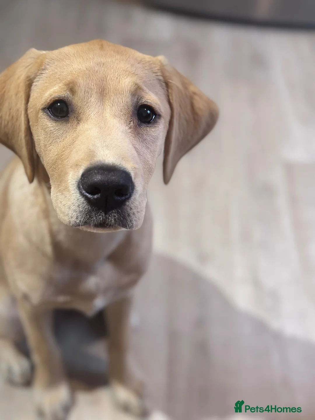 Labrador Retriever dogs for sale: Little miss millie  in Bideford - Advert 4