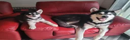 Alaskan Malamute dogs for stud: "Proven" Alaskan malamute for stud  - Advert 4