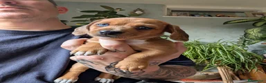 Dachshund 2
