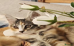 Maine Coon cats for sale: Maine coon Kittens Ready to go! 100% Pedigree   in Derby - Image 5