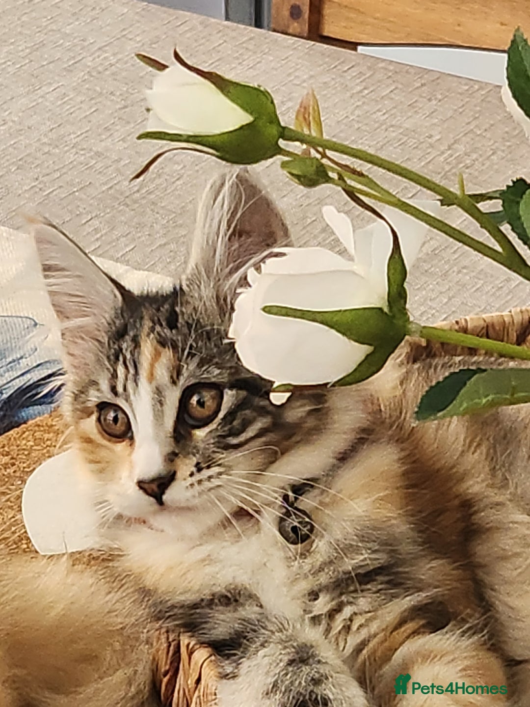 Maine Coon cats for sale: Maine coon Kittens Ready to go! 100% Pedigree   in Derby - Image 5