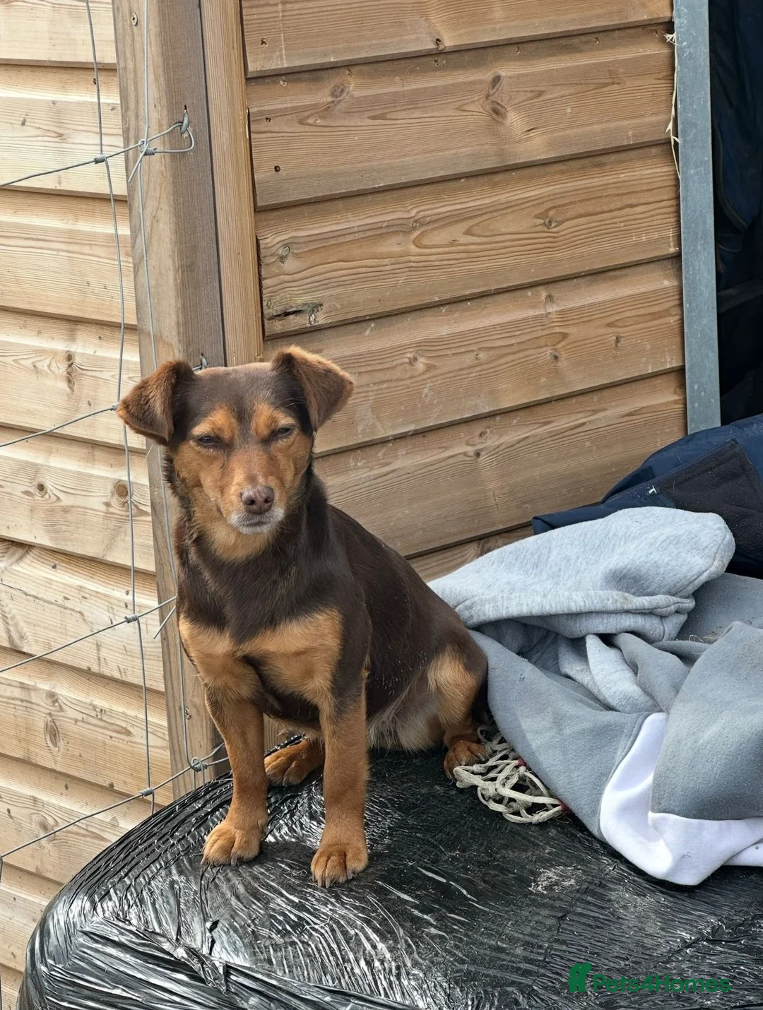 Norfolk Terrier dogs for sale: Awaiting beautiful norjacks  - Advert 2
