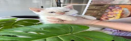 Selkirk Rex cats for sale: Selkirk rex kittens!ONE CURLY KITTEN LEFT! - Advert 10