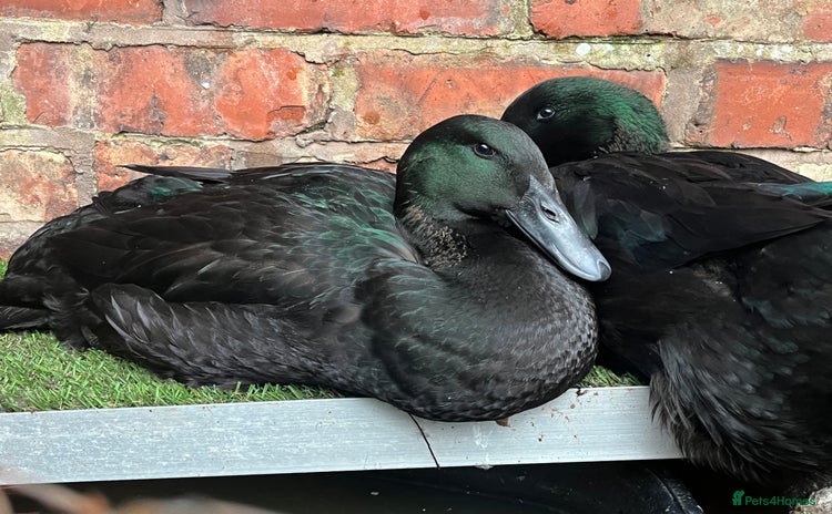 Ducks poultry - Advert 4