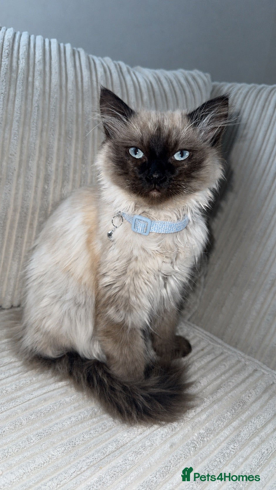 Ragdoll cats Kitten ragdoll/maine coon  - Advert 3