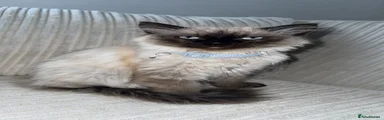Ragdoll 1