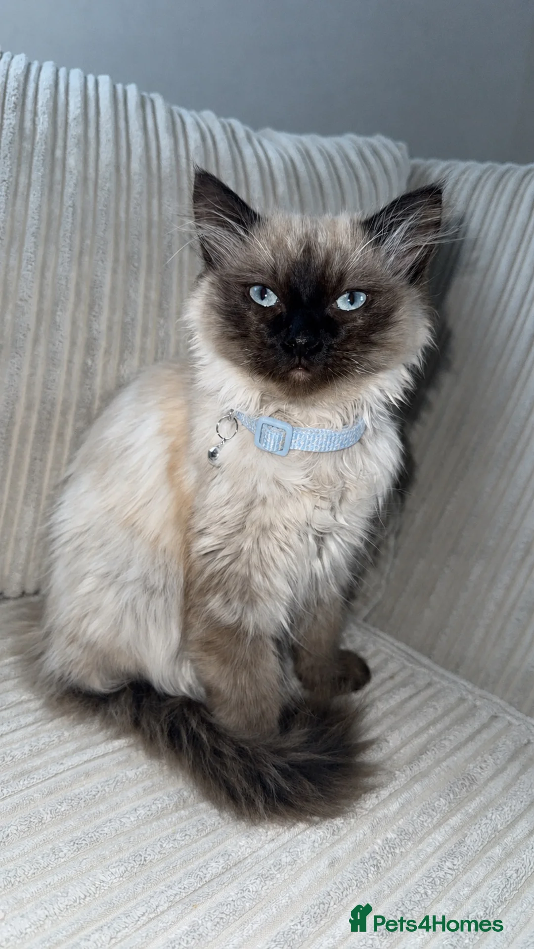Ragdoll cats for sale: Kitten ragdoll/maine coon  - Advert 1