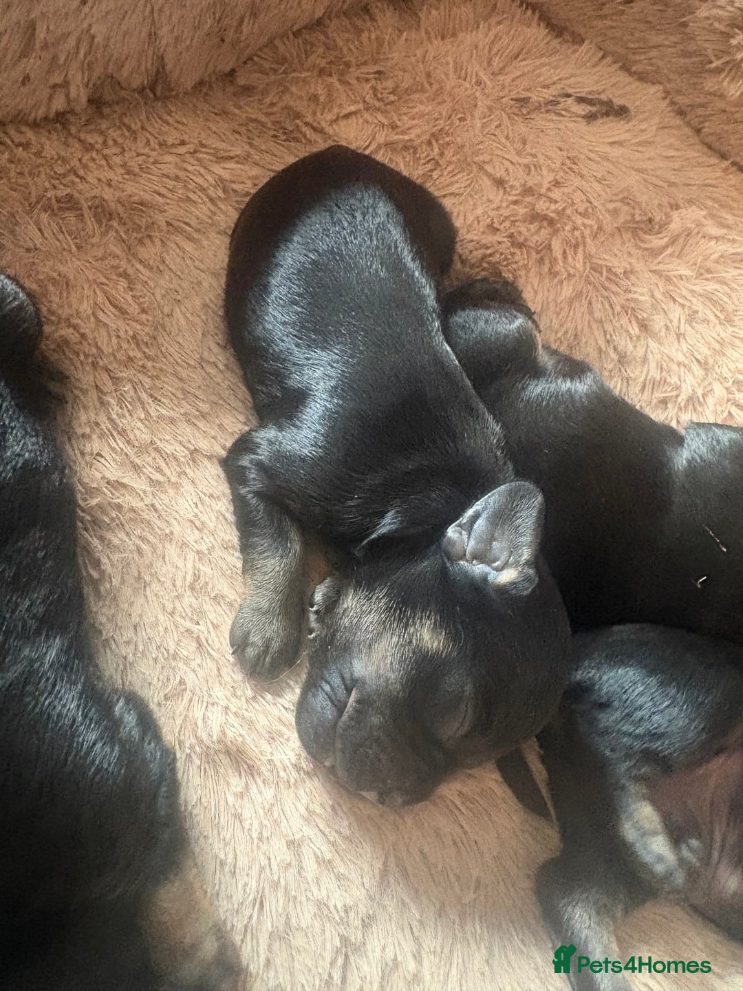 Mixed Breed dogs for sale: Beautiful Baby boy Daug puppy’s-  - Image 11