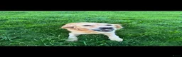 Mini Goldendoodle dogs for sale: READY TO LEAVE!! Miniature goldendoodle puppies  - Advert 3