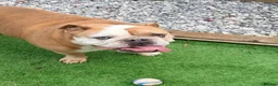 English Bulldog dogs for sale: Beautiful Boy looking for his forever home  in Wellingborough - Advert 3