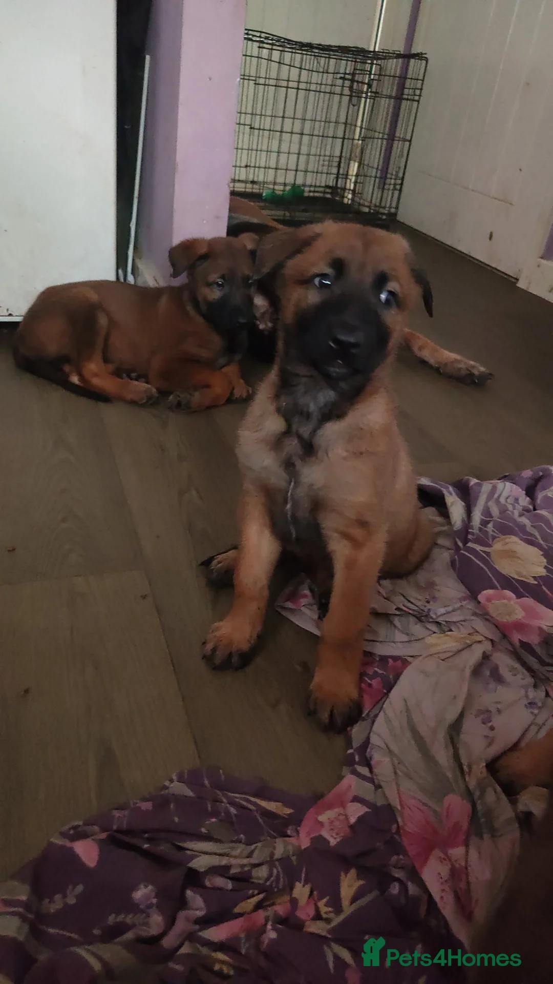 Belgian Shepherd Dog dogs for sale: Belgium malinois puppies  - Advert 2