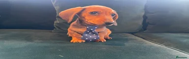 Dachshund 1