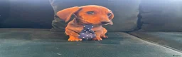 Dachshund dogs for sale: Dachshund puppies  in Llanelli - Advert 7