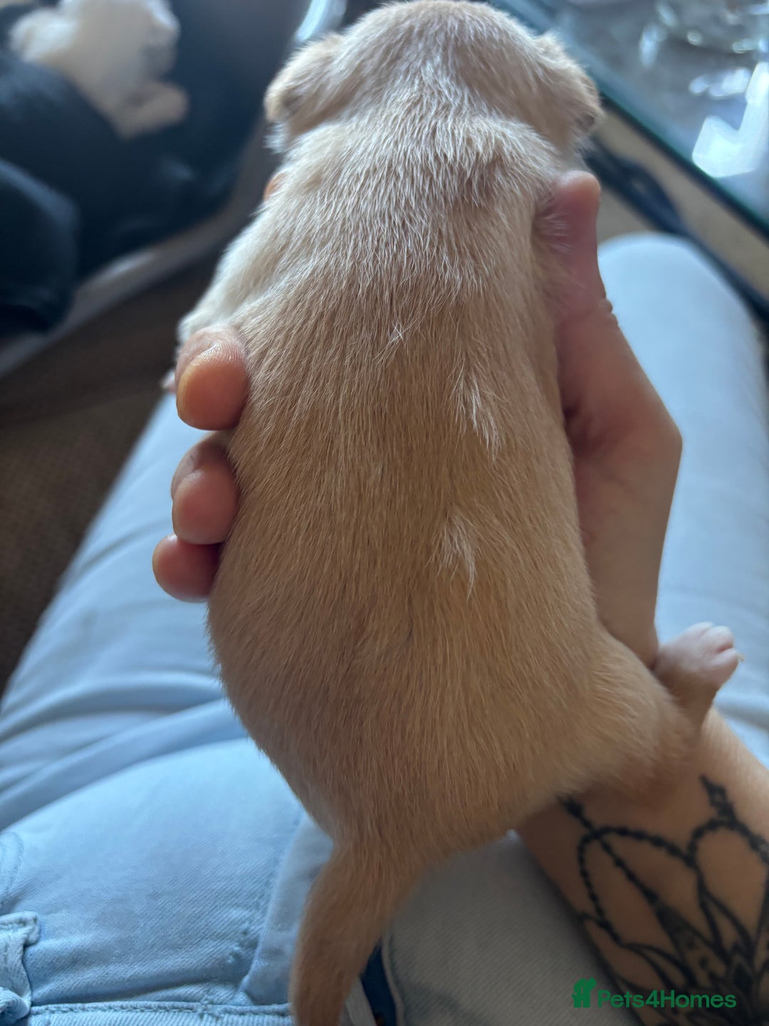 Jack Russell dogs for sale: Jack Russell puppies for sale - Image 5