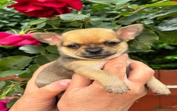 Chihuahua dogs for sale: Pure Breed Chihuahua  - Image 16