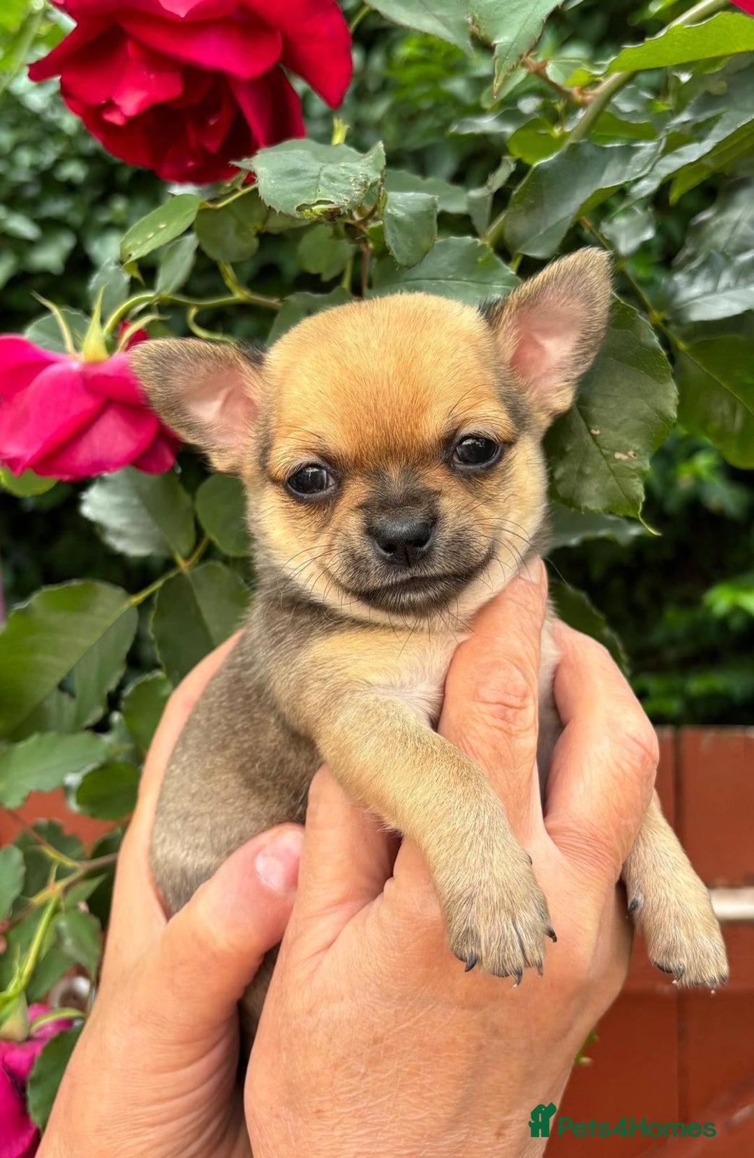 Chihuahua dogs for sale: Pure Breed Chihuahua  - Image 16