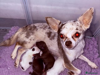 Chihuahua dogs - Advert 12