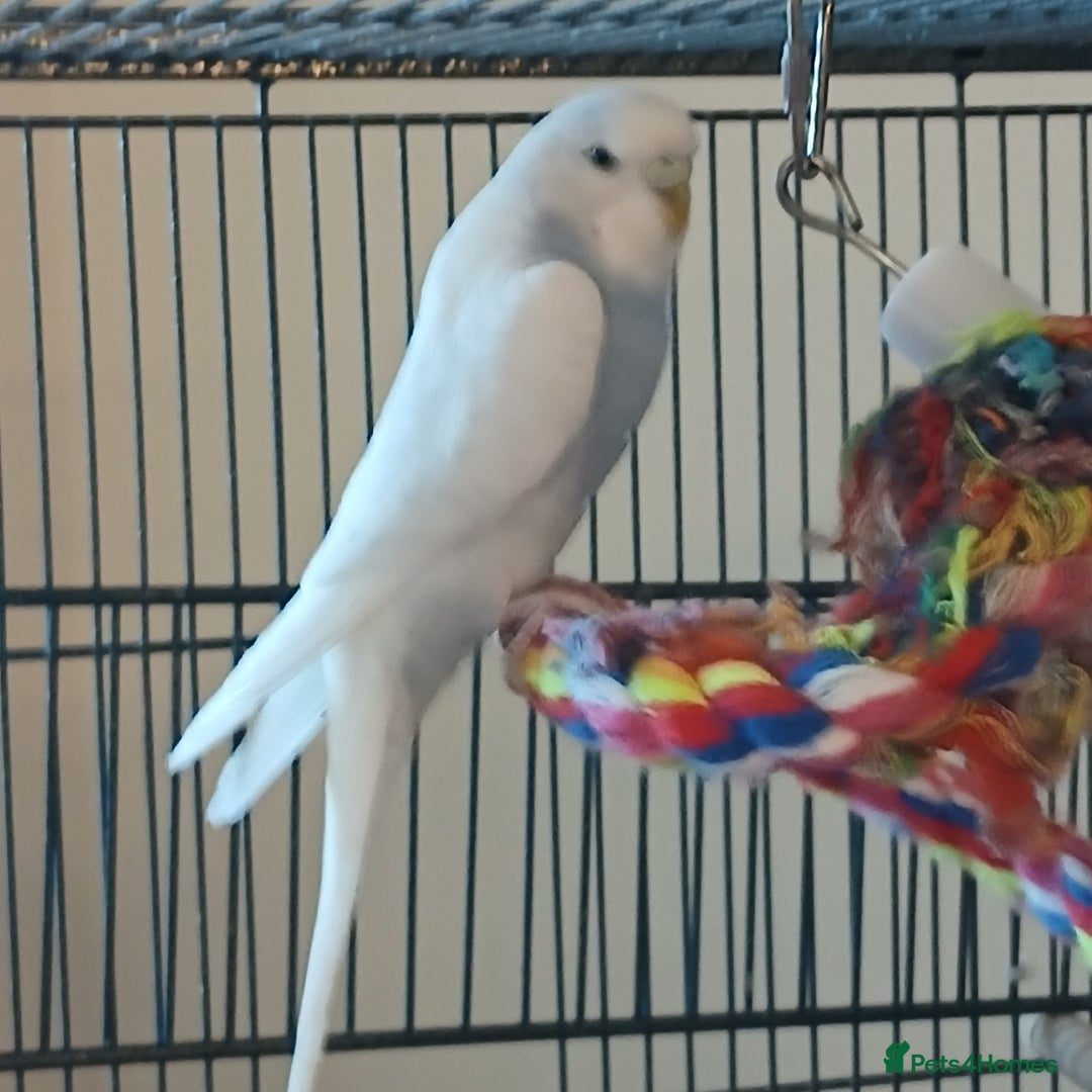 Budgerigars birds for sale: Bluey, Muffin, and Bingo - Advert 7