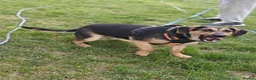 Mixed Breed dogs for adoption: 💙MARCO💙-  1 year old, a lower-medium/medium boy  - Advert 8