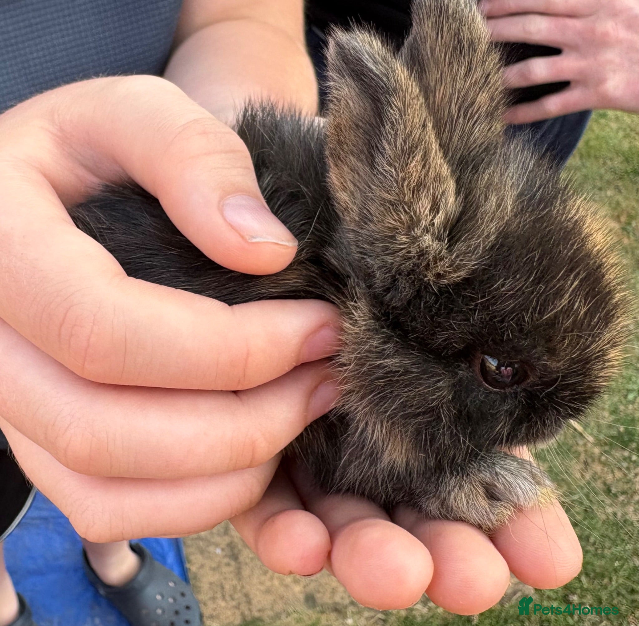 Mini Lop rabbits 2 beautiful baby bunnies - Advert 1