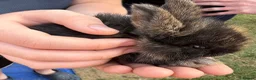 Mini Lop rabbits for sale: 2 beautiful baby bunnies - Advert 1