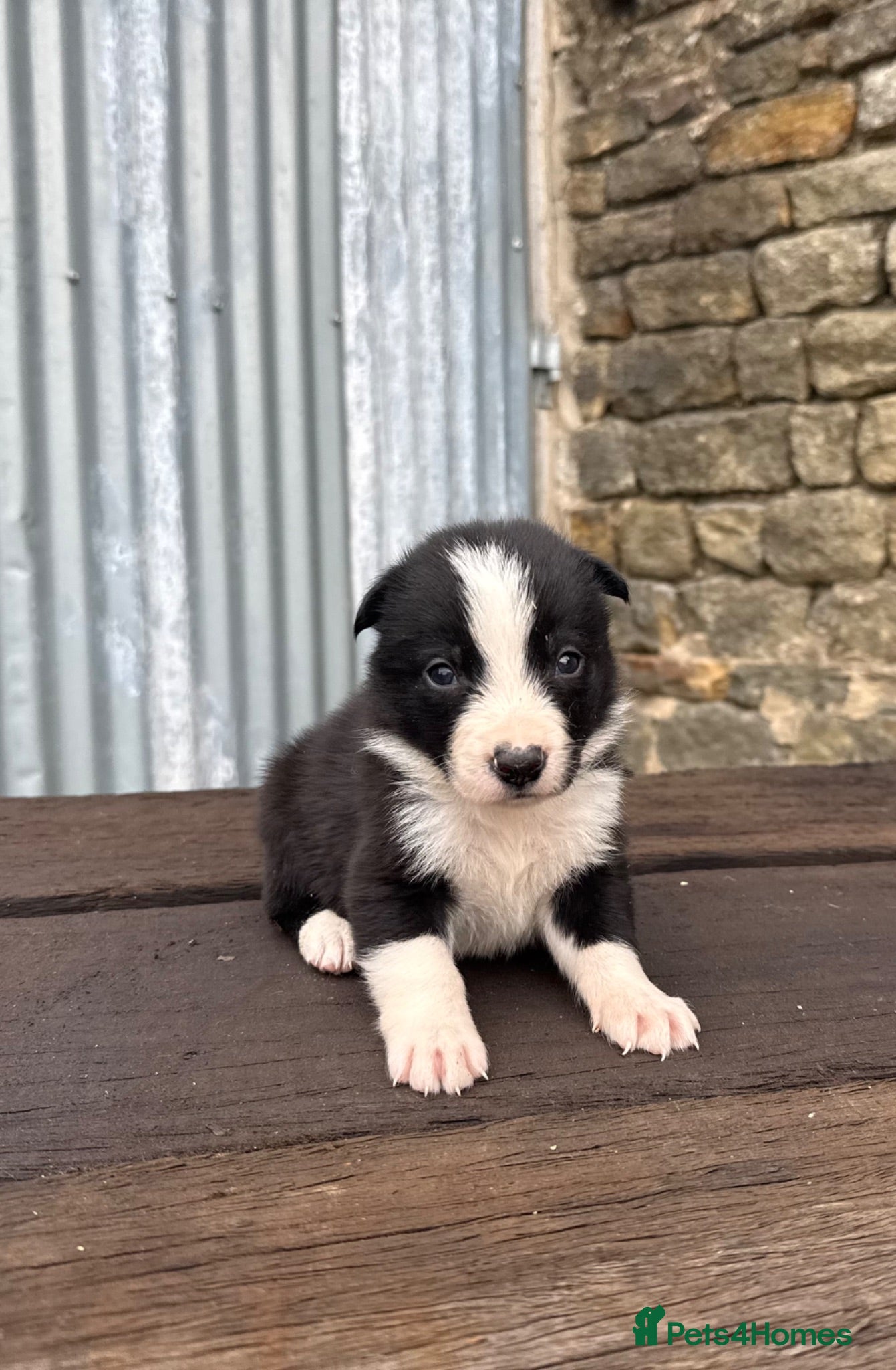 Border Collie dogs ISDS registered pups from amazing lines - Advert 2