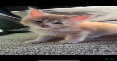 Maine Coon cats - Advert 6
