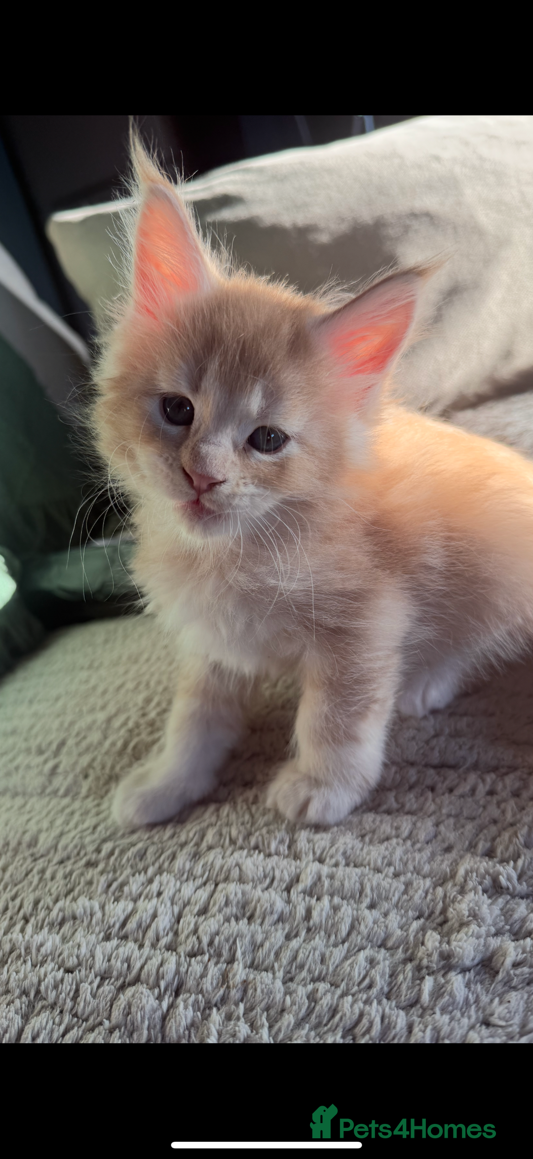 Maine Coon cats for sale: Tica registered Maine Coons from champion lines  - Image 2
