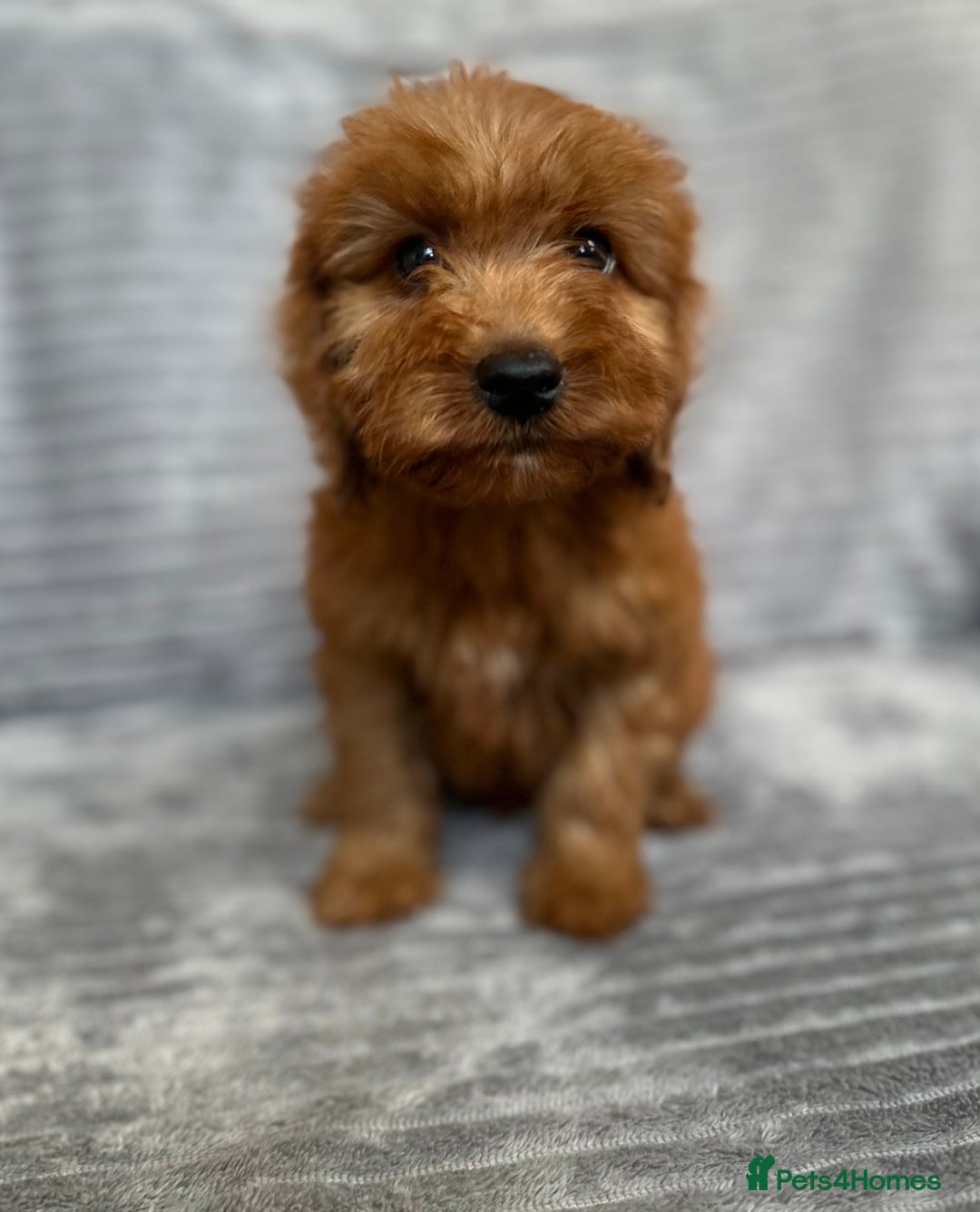 Cockapoo dogs for sale: Adorable Cockapoos looking for forever homes - Image 23