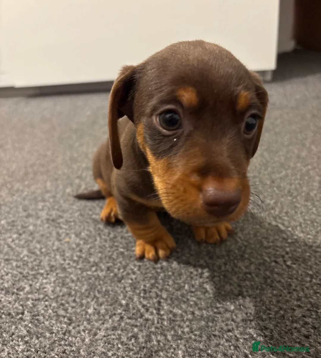 Jackshund dogs for sale: Last boy miniature dachshund x jack Russel puppy in Basingstoke - Advert 5
