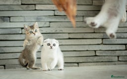 Scottish Fold cats for sale: Need home ASAP Full pedigreeTICA reg Scottish Fold in Barnet - Image 30
