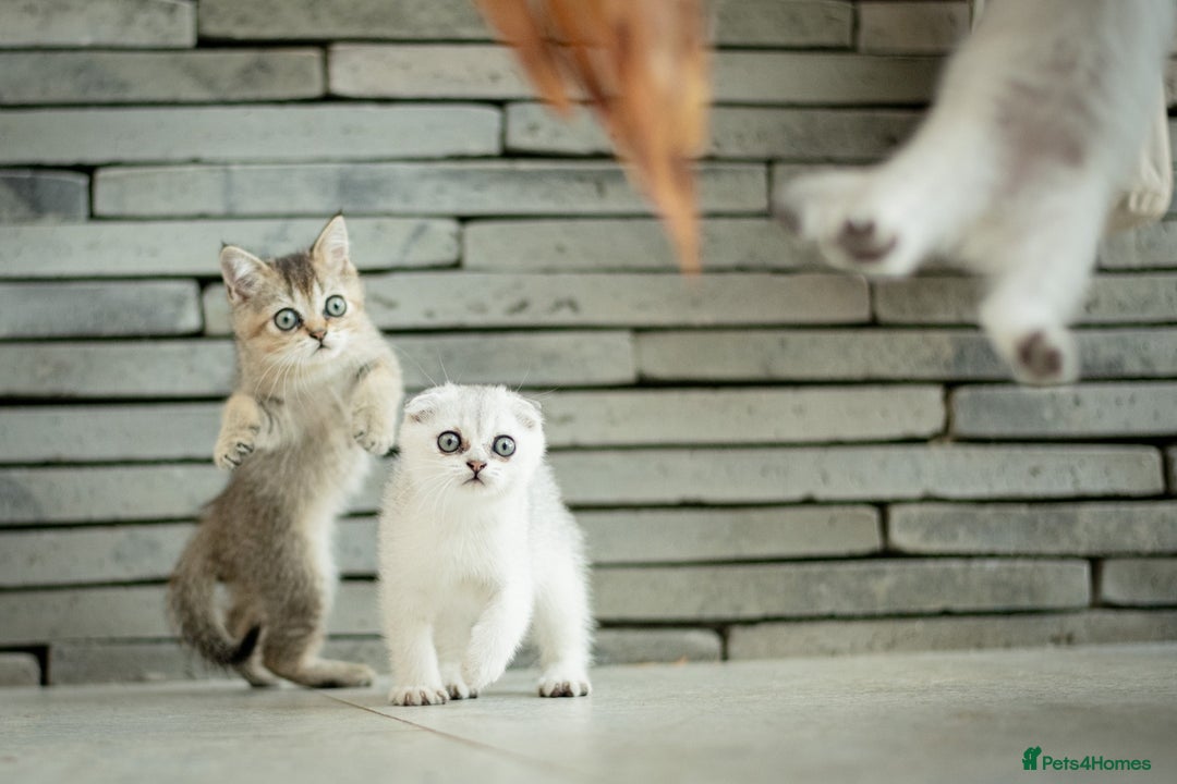 Scottish Fold cats for sale: Need home ASAP Full pedigreeTICA reg Scottish Fold in Barnet - Image 30