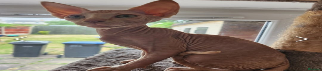 Sphynx Kitten 5