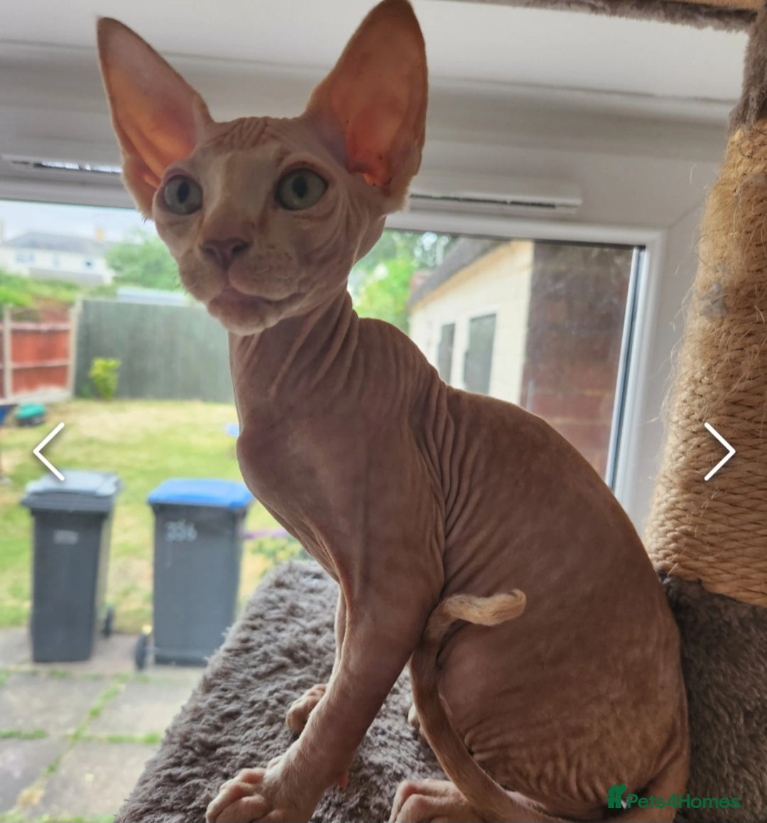 Sphynx cats for sale: 6 Lovely Canadian Sphynx kittens - Image 4