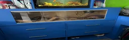 Python Snake reptiles for sale: Royal python - Advert 3