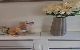 Cocker Spaniel dogs for sale: Stunning gold working cocker spaniel puppies!! - Image 10