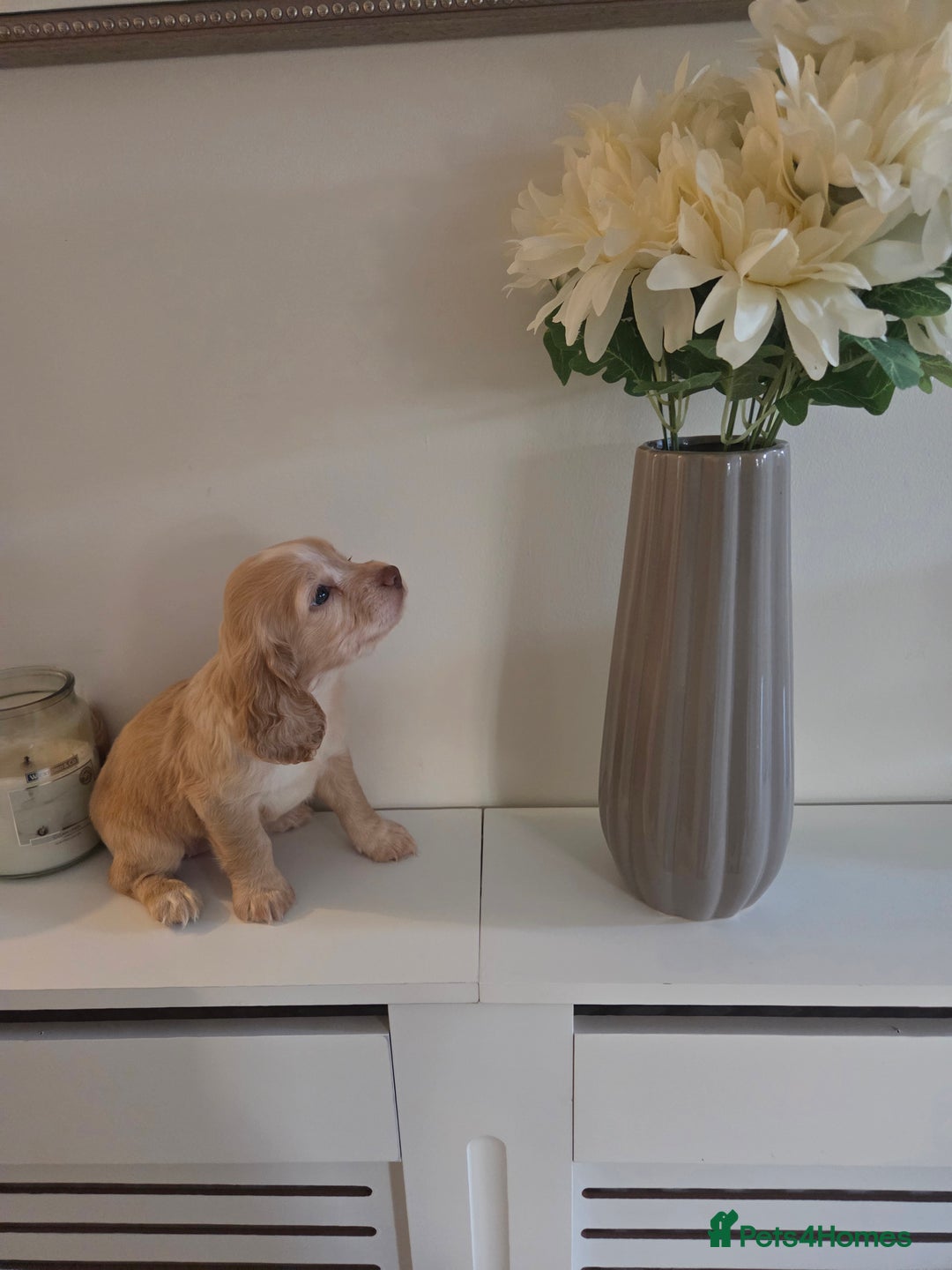 Cocker Spaniel dogs for sale: Stunning gold working cocker spaniel puppies!! - Image 10