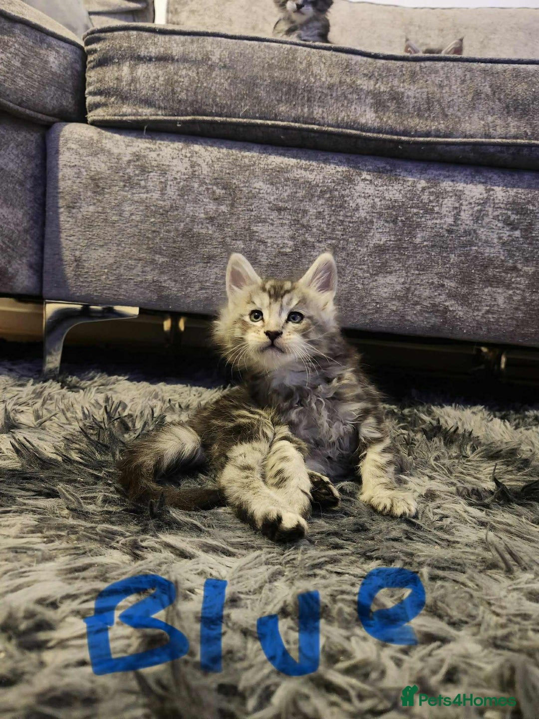 Maine Coon cats for sale: Maine coon kittens ready on 22/12/25 - Advert 14