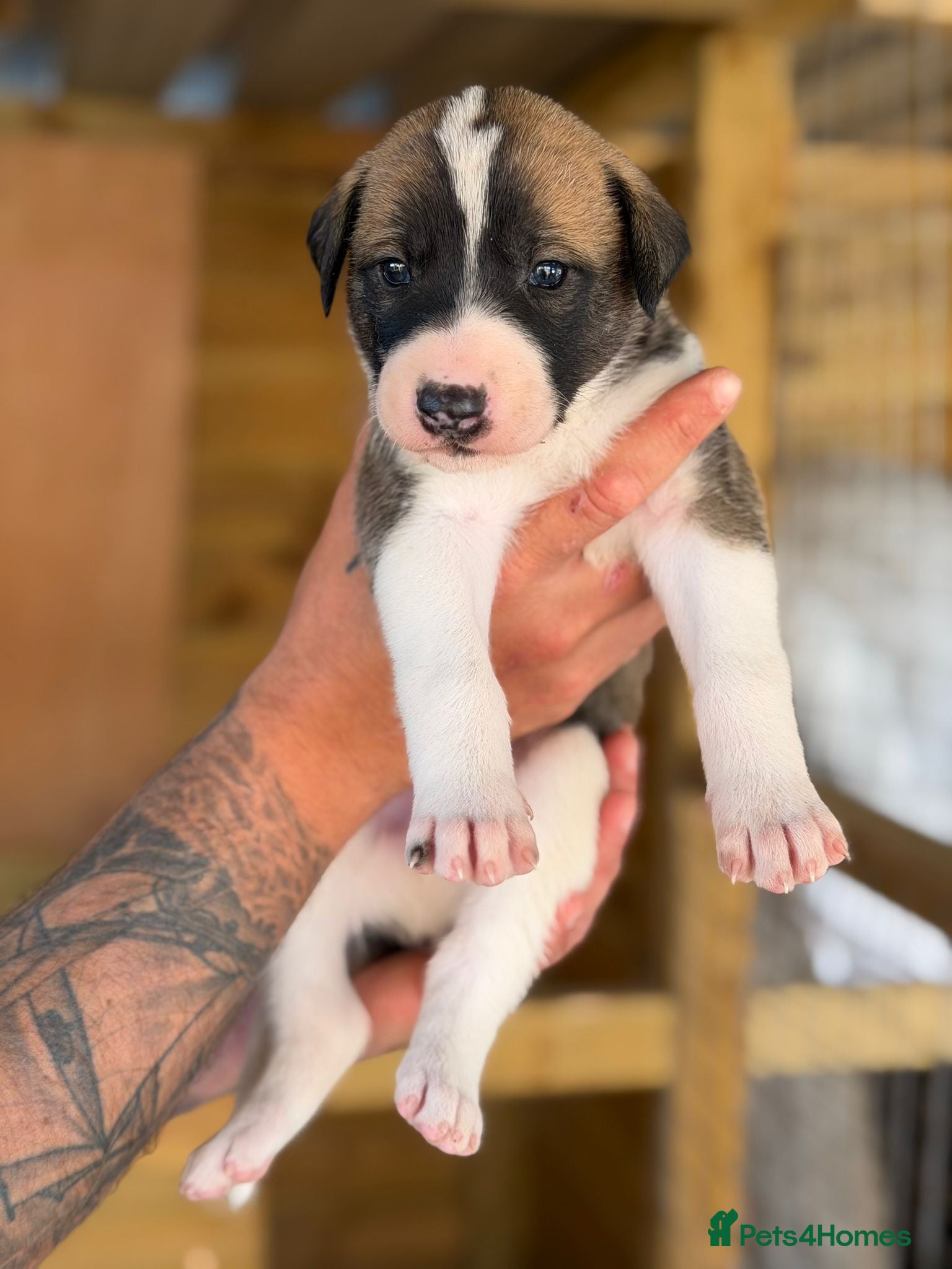 Lurcher dogs for sale: Lurcher puppies in Ludlow - Advert 15