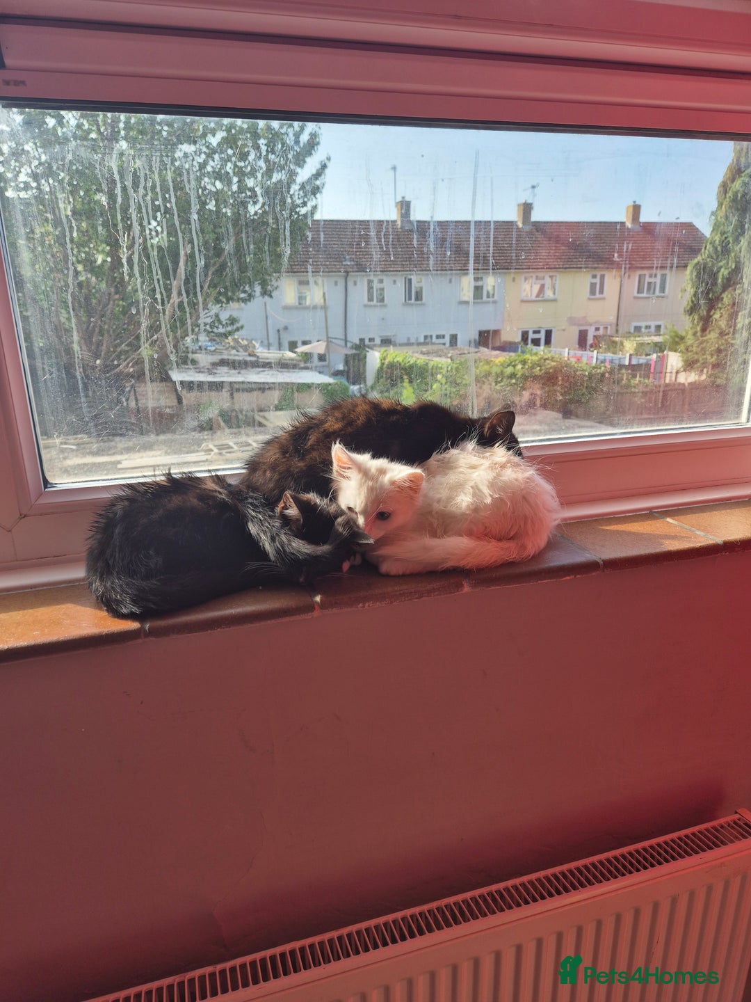Mixed Breed cats for sale: X2 black and white 10 week old female kittens  - Image 12
