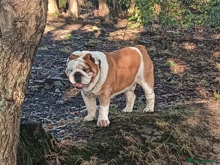 English Bulldog dogs in Brighouse - Advert 11