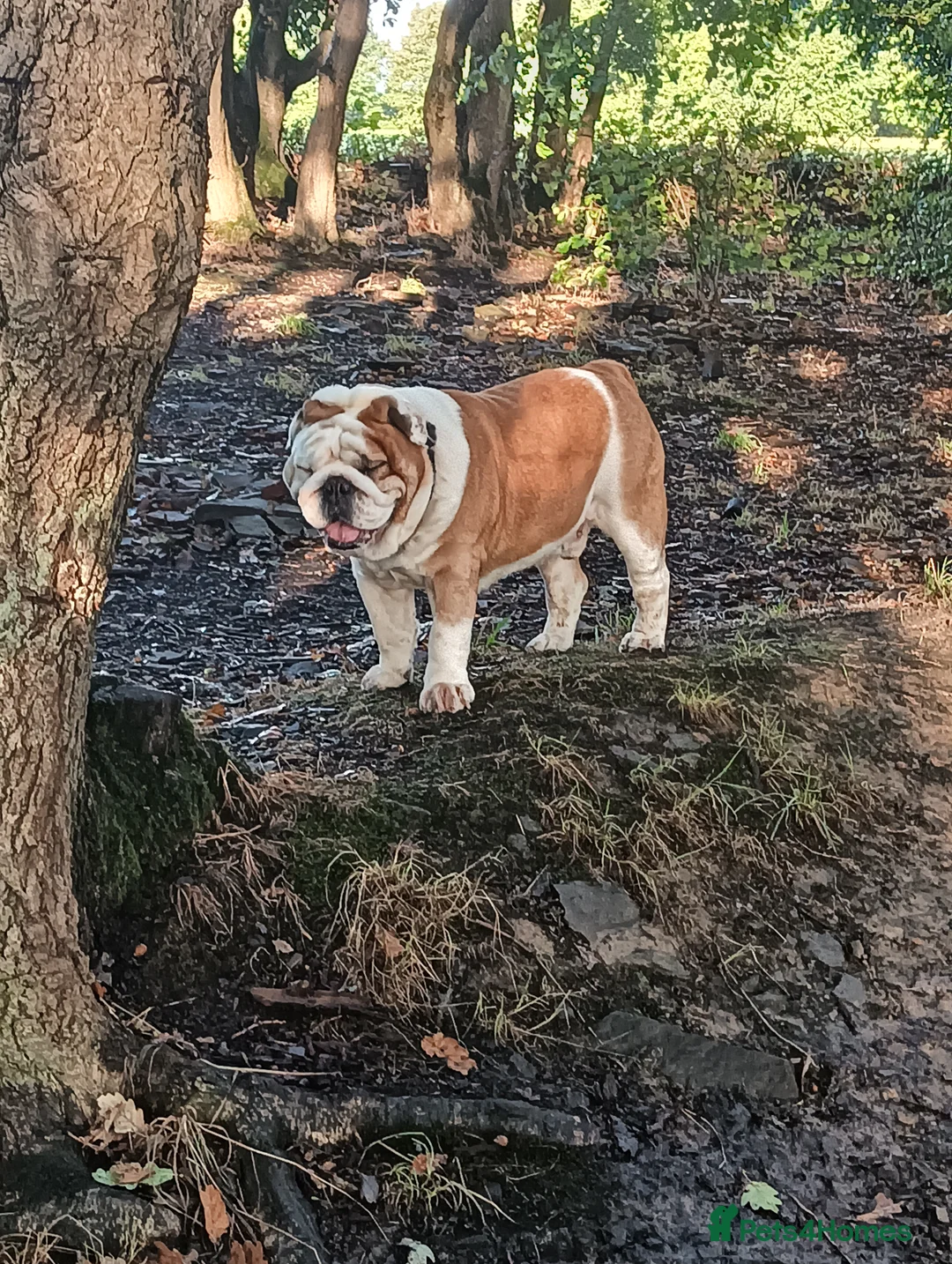 English Bulldog dogs for stud: For stud: Jaxx 9 Champions in bloodline in Brighouse - Advert 3