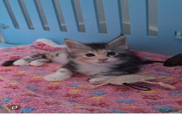 Maine Coon cats for sale: Tica registered kittens - Image 8