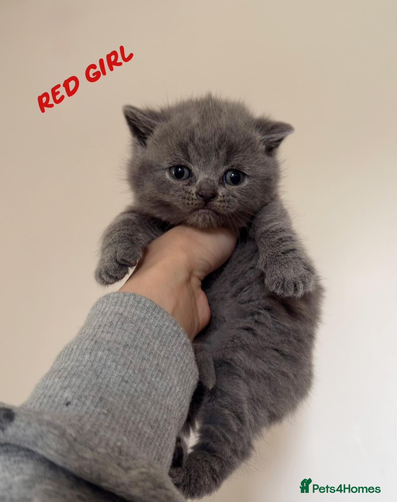 British Shorthair cats Show quality British Short Hair kittens - Advert 9